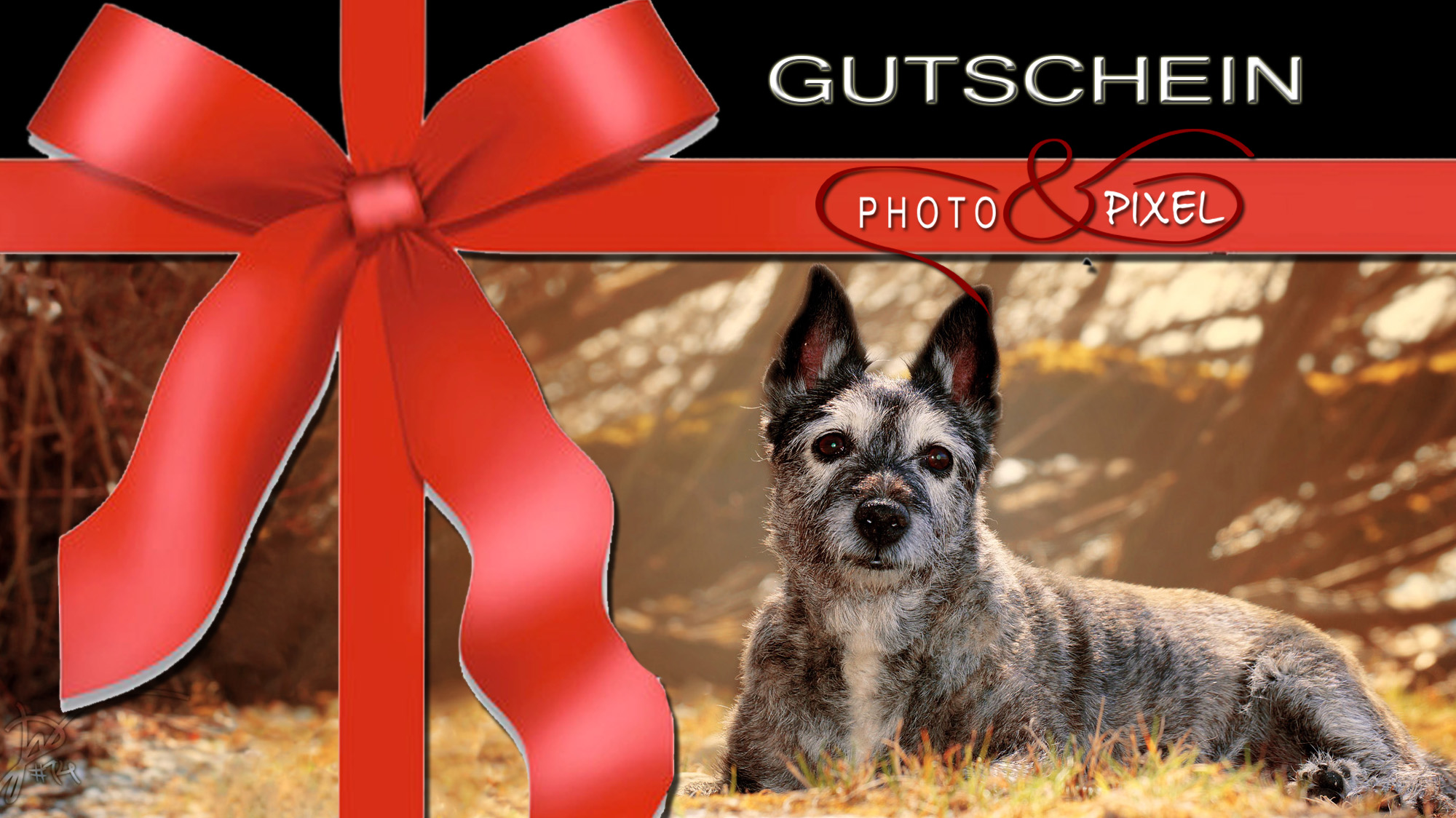 Geschenk Gutschein Tierfotografie